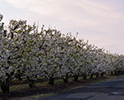 Orchard Blossom 101